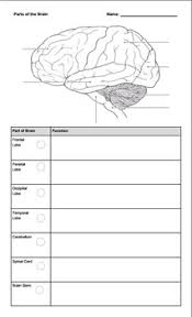 Alaska photography / getty images on the first saturday in march each year, people from all over the. Brain Coloring Worksheets Teaching Resources Tpt