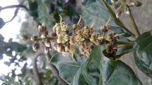 Image result for Bersama lucens