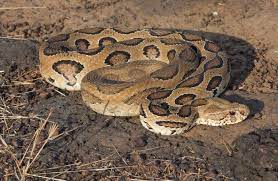 Russels Viper Snake Venomous Animals Poisonous Snakes