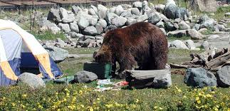 Heading home from krave, kelvin passes an alley where he hears a man. Bear Safety And Awareness Grizzly Wolf Discovery Center