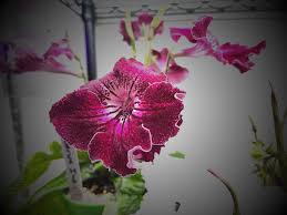 Image result for Streptocarpus sp.nov. aff. S. grandis