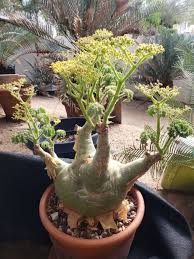 Image result for Cyphostemma congestum