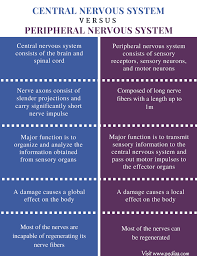 Difference Between Central And Peripheral Nervous System