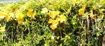 Image result for Dolichandra unguis-cati