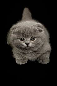 Princess Elizabeth Scottish Fold Blue Scottish Fold Short Hair Kittys Cats Scottish Fold Kittens Scottish Fold