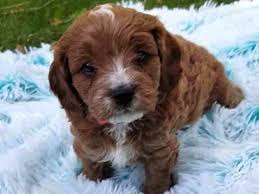 Cavapoo puppies | things you should know before getting a cavapoo puppy. Cavapoos Teacup Cavapoo Puppies For Sale Precious Doodle Dogs