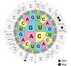 10 An Rna Codon Table Showing The Mapping From Threeletter Rna Codons Download Scientific Diagram