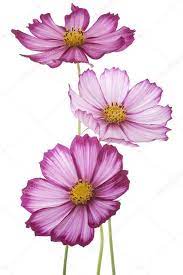 Pin By Peter Draper Haworth On Florais Aquarela Watercolor Flowers Watercolor Flowers Paintings Cosmos Flowers