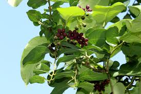 Image result for Parquetina calophylla