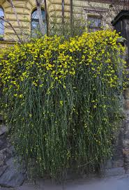Image result for Jasminum nudiflorum