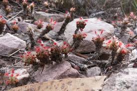 Image result for Drosera pilosa