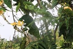 Image result for Cogniauxia