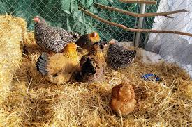 I had been pulling the rack inside every evening, as it has wheels. Caring For Chickens In Extreme Weather Counting My Chickenscounting My Chickens