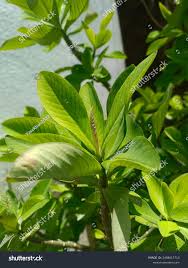 Image result for Synadenium grantii