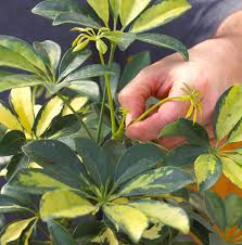 Image result for Schefflera
