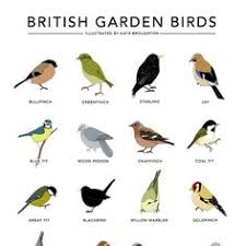 1066 Best Birds Images In 2019 Birds Bird Art Bird