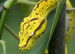 Emerald Tree Boa Care Sheet Reptile Centre
