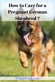 How To Care For A Pregnant German Shepherd A Complete Guide Black German Shepherd Puppies White German Shepherd German Shepherd Puppies