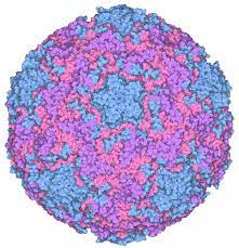 When a child with a rhinovirus infection has a runny nose, the liquid from her nose get on to her hands and from there on to tables, toys, and other. Rhinovirus Wellcome Collection