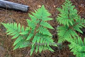 Image result for Pteridium aquilinum