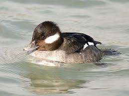 Water Birds Of Northern Michigan Pin By Doug Wilson On Michigan Wildlife Nature Gallery Duck Pictures Bird Pictures Alaska Wildlife