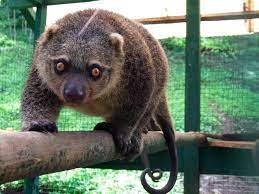 You can decorate all sorts of cute animals in this online coloring game. 6 Intriguing Animals Endemic To Sulawesi Indonesia Travel