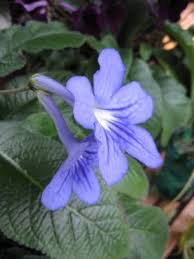 Image result for Streptocarpus sp.nov. aff. S. grandis