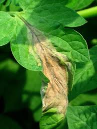 Maybe you would like to learn more about one of these? Late Blight On Tomato Plants
