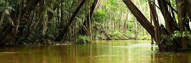 Amazon rainforest birds account for at least one third of the world's bird species, with the toucan being the most popular icon. Where To Go In The Amazon Travel Guide Audley Travel