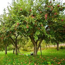 Maybe you would like to learn more about one of these? How To Grow Apples The Home Depot
