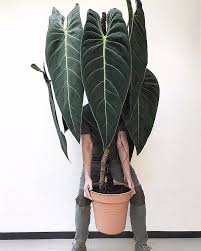 This Thing Is Insane The Benefits Of Living In Bali Thank You Craigmilran For Using Ohiotropics Repost From C Plants Big Plants Big House Plants