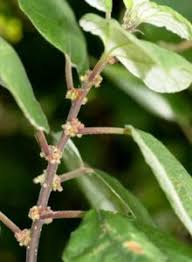 Image result for Lannea asymmetrica