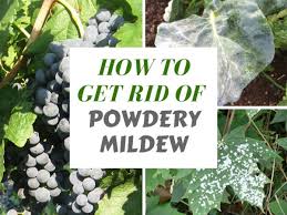 Insecticides are useful for controlling insect populations, but first, you must identify which insects are feeding on your plants. Organic Ways To Kill And Prevent White Powdery Mildew Dengarden