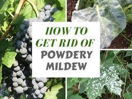 We did not find results for: Organic Ways To Kill And Prevent White Powdery Mildew Dengarden
