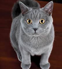 Does your cat have long hair and need grooming? Learn About The American Shorthair Cat Breed From A Trusted Veterinarian