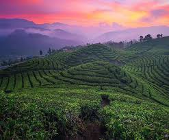 Maybe you would like to learn more about one of these? Kebun Teh Liki Bukti Teh Indonesia Berjaya Di Luar Negeri