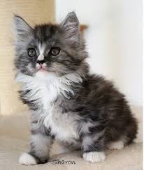 Check out 10 cute pictures of maine coon cats and kittens, and learn fun facts all about the breed including theories about its origins. Maine Coon Cats For Sale Kingsland Tx 176366 Petzlover