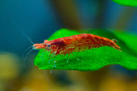 Maybe you would like to learn more about one of these? Neocaridina Davidi Wikipedia