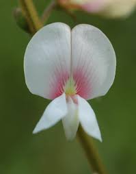 Image result for Tephrosia polystachya