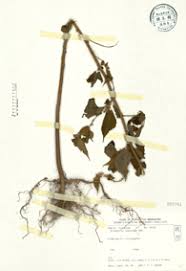 Image result for Triumfetta pilosa