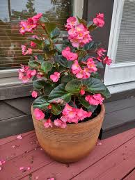 Image result for Begonia
