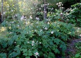 Japanese Anemone Garden Bully Japanese Anemone Shade Plants Anemone