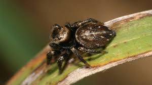 Image result for Scleria arcuata