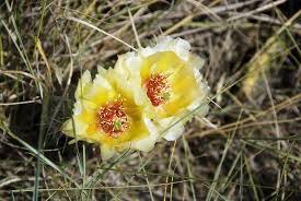 Like our page and download the app to keep updated with the latest news, weather there is no shortage of awesome places to enjoy a summer's day in north dakota. Prickly Pear Cactus Picture Of Theodore Roosevelt National Park North Dakota Tripadvisor