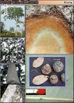 Image result for Klainedoxa