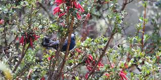 Image result for Oreophyton