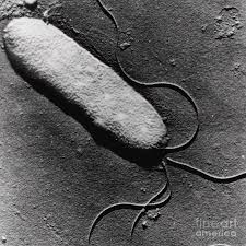 Image result for Pseudomonas syringae