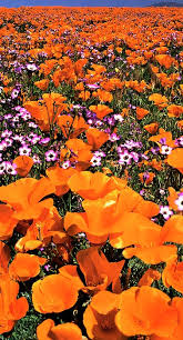 Official news, tour information, music, videos, photos, merchandise and more. Wild Flowers Inspiration Field Of California Poppies This Field Is Singing A Loud And Riotous Song And Flowers Tn Leading Flowers Magazine Daily Beautiful Flowers For All Occasions