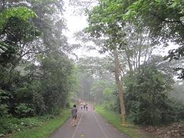 Bukit kiara has often been described as the 'green lung' of kuala lumpur, boasting many jungle trails. Bukit Kiara Park Great Runs