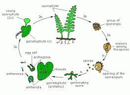 Adiantum Life Cycle Life Cycles Cycle Life